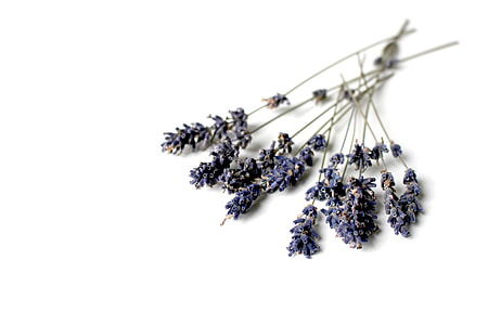 purple clustered flowers bundle thumbnail