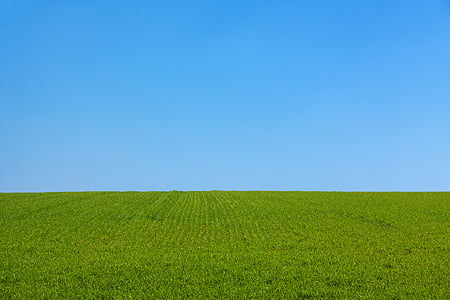 green grass field thumbnail