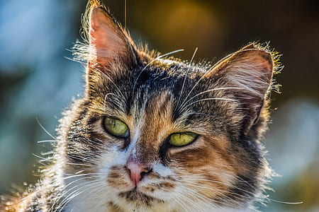 close-up photography of white and brown cat at daytime thumbnail