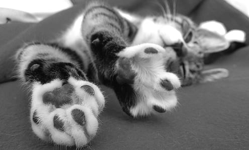 grayscale photo of tabby cat laying on textile thumbnail