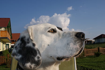 adult dalmatian outdoor thumbnail