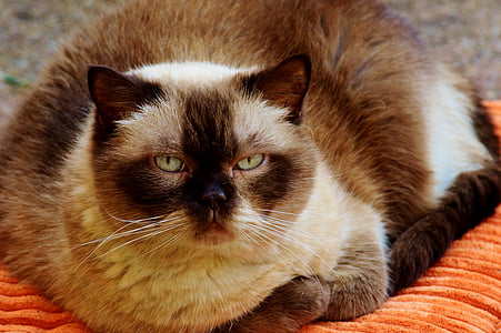 brown and white cat resting on cushion thumbnail