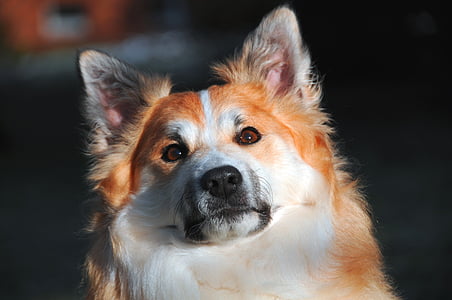 brown and white dog closeup photography thumbnail