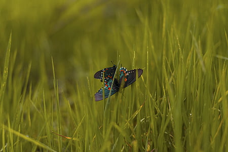 two butterflies fornicating on grass field thumbnail