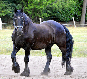 brown horse thumbnail
