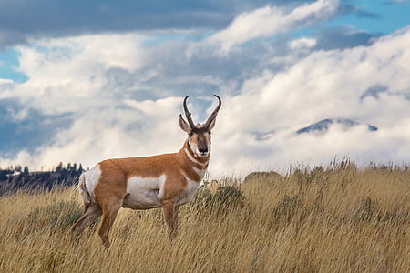 brown and white 4-legged animal on green grass lawn under white sky during daytime thumbnail