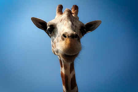 low angle photography of brown giraffe at daytime thumbnail