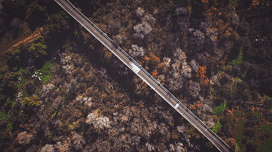 aerial photography of road between trees thumbnail
