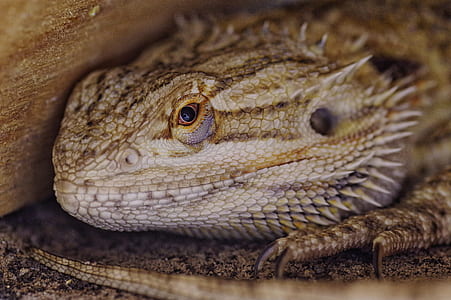 brown bearded dragon closeup photography thumbnail