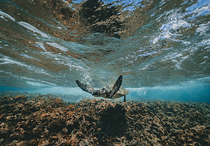 grey turtle on water thumbnail