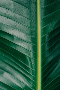 close up photography, banana tree, tree leaf, leaf thumbnail