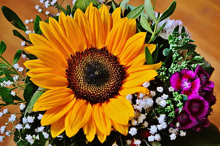 sunflower in macro photo thumbnail