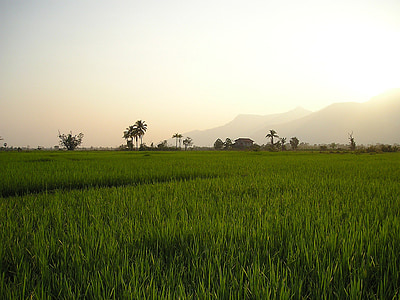 green grass field and trees under white sky thumbnail