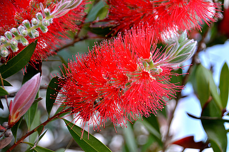 red flower thumbnail