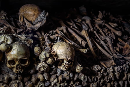 human bones thumbnail