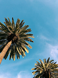 low angle photo of palm tree under blue sky during golden hour thumbnail