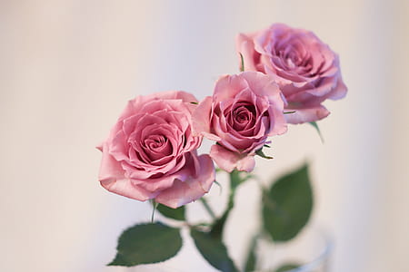 three pink roses thumbnail