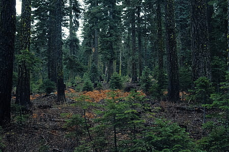 green trees on forest during daytime thumbnail