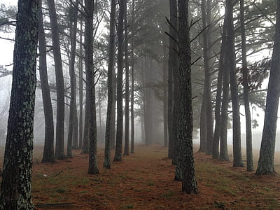 foggy forest thumbnail