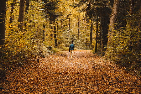 man walking along the forest thumbnail