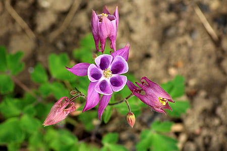 shallow focus photography of purple flowers thumbnail