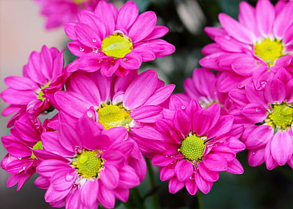 Pink Petaled Flowers thumbnail