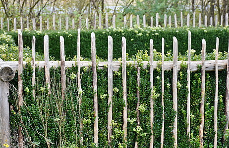 brown wooden fence and green pant thumbnail