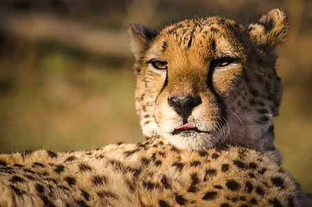 brown cheetah under sunny sky thumbnail