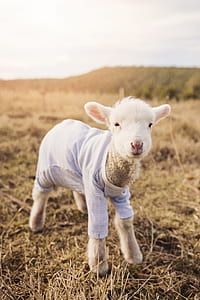 field, animal, cute, grass thumbnail