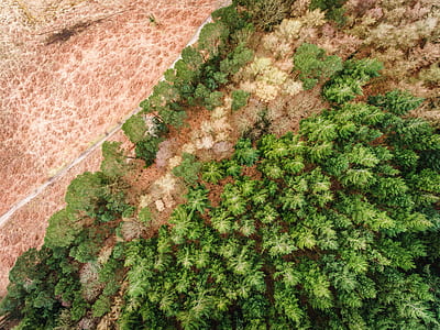 aerial photography of forest thumbnail