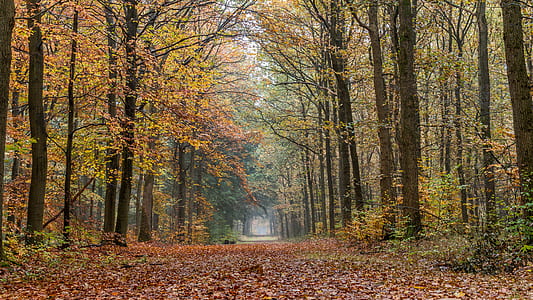 nature, trees, fog, branches thumbnail