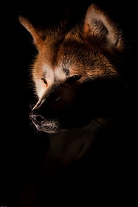 photo of brown and black animal thumbnail