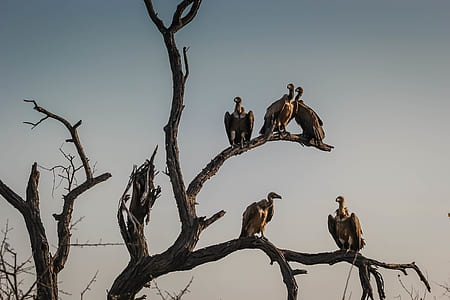 five vultures perching on tree thumbnail