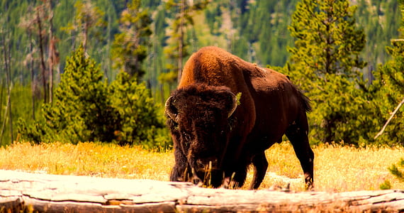 brown bison on grass pasture at daytime thumbnail