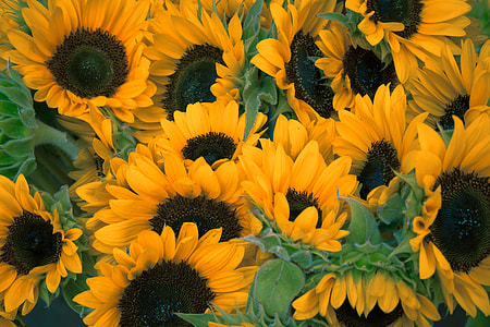 landscape photo of sunflower plants thumbnail