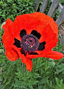 close-up photo of red poppy flower thumbnail