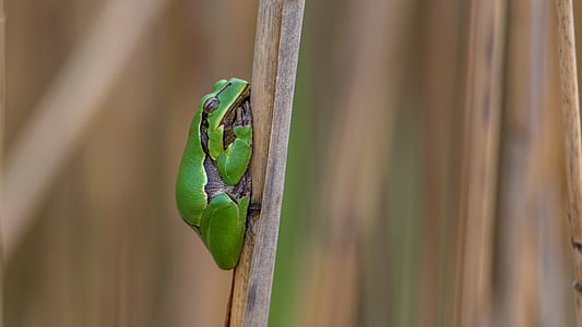 tilt shift photography of green frog thumbnail