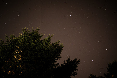 green trees under stary night thumbnail