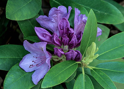close up photography of purple rhododendron flowers thumbnail