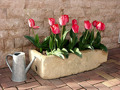 pink tulips in bloom beside gray metal watering can thumbnail