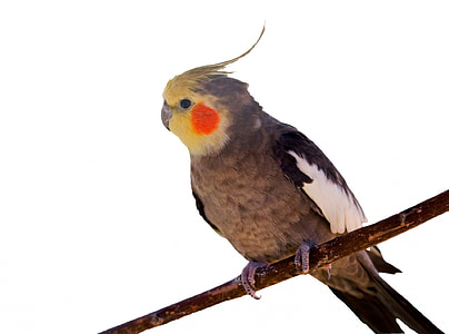 cockatiel perched on tree branc thumbnail