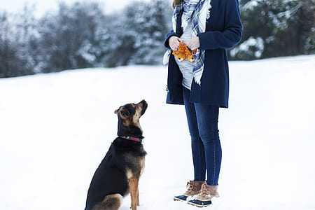 person standing in front of sitting dog on snow-covered place thumbnail