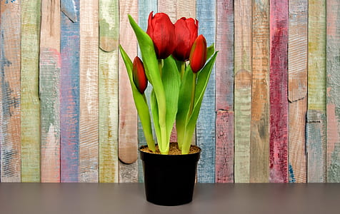four red tulips on black pot thumbnail
