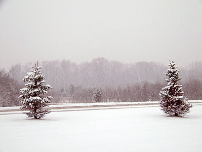 two snow-covered trees thumbnail