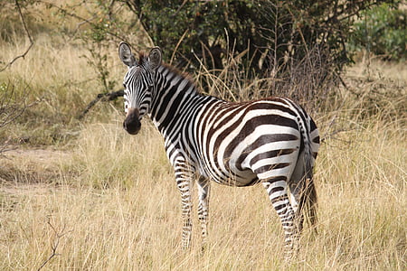 zebra on brown grass near tree thumbnail