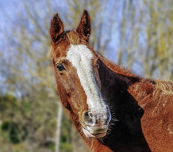 closeup photo of brown and white horse thumbnail