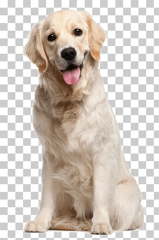 Dog grooming Puppy Cat Pet, White dog, adult yellow Labrador retriever PNG clipart