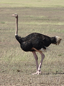 black and white Ostrich walking on green grass during daytime thumbnail