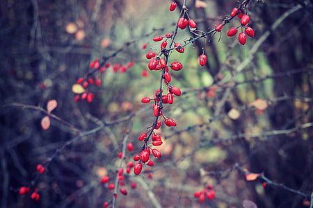 selective focus photo of red flower buds thumbnail