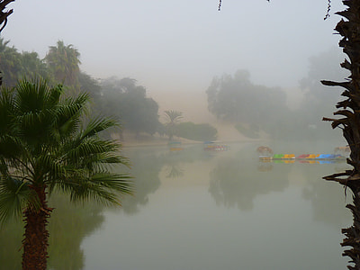 leaf surrounded by body of water thumbnail